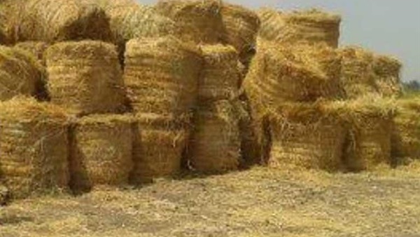 الحياة اليوم