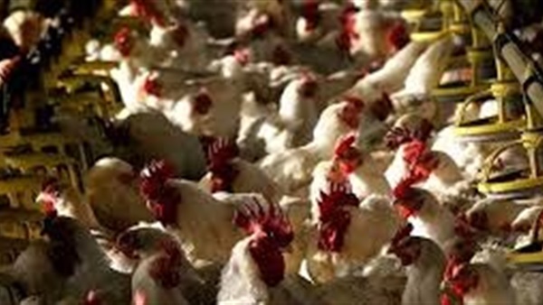 الحياة اليوم