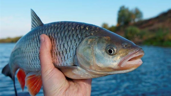 الحياة اليوم