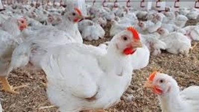 شعبة الدواجن: الدولة لا تصدِّر الدواجن البيضاء.. والسعر العادل يبلغ 80 جنيها 