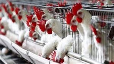 تحركات برلمانية لمواجهة ارتفاع أسعار الدواجن 
