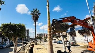 استجابة سريعة لمحافظ بورسعيد خلال زيارته لبورفؤاد بسرعة التشجير ومساحات خضراء 