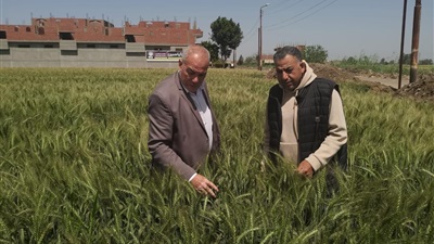 قيادات وزارة الزراعة في الحقول لمتابعة منظومة الإنتاج وصرف الاسمدة 