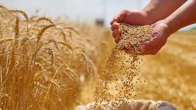 وزير المالية:زيادة سعر توريد إردب القمح ليصل إلى 2500 جنيه  