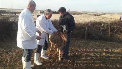 «الزراعة»: تحصين 3 مليون رأس ماشية ضمن الحملة القومية ضد الجلد العقدي وجدري الأغنام  