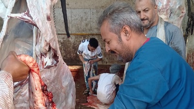 محافظ أسيوط:ذبح 655 أضحية بالمجازرالحكومية خلال عيد الأضحى  