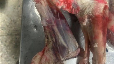 ضبط 241 كجم من اللحوم والدواجن غير الصالحة للاستهلاك الآدمي في أسيوط 