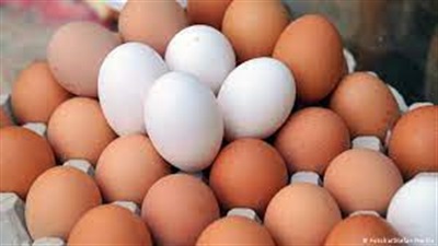 أسعار البيض تُحلق عالميًا بسبب إنفلونزا الطيور 